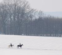  Moose Safari by Horseback 